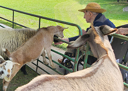 photo: elderly man petting goats