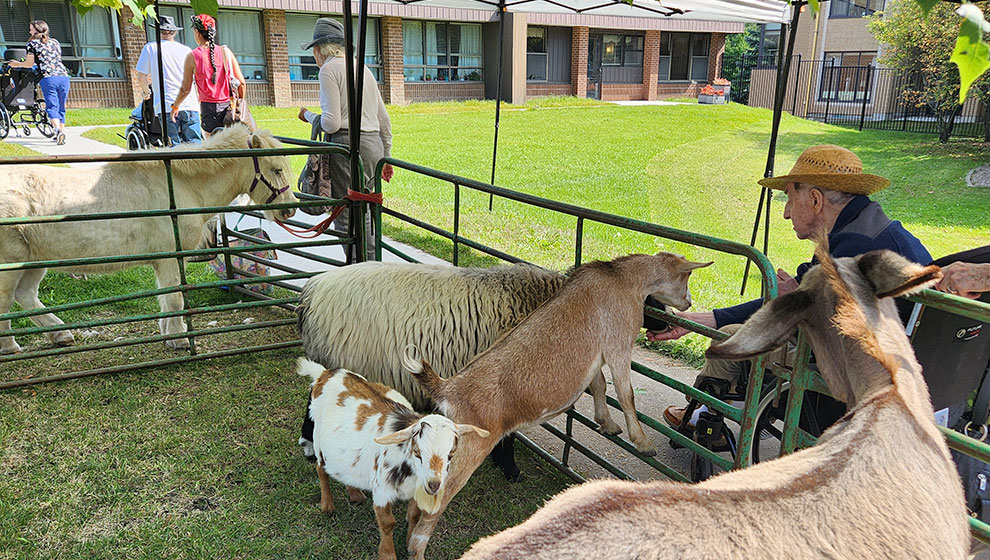 photo: elderly man petting goats