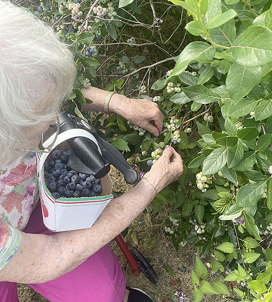 photo: elderly woman picking blueberries